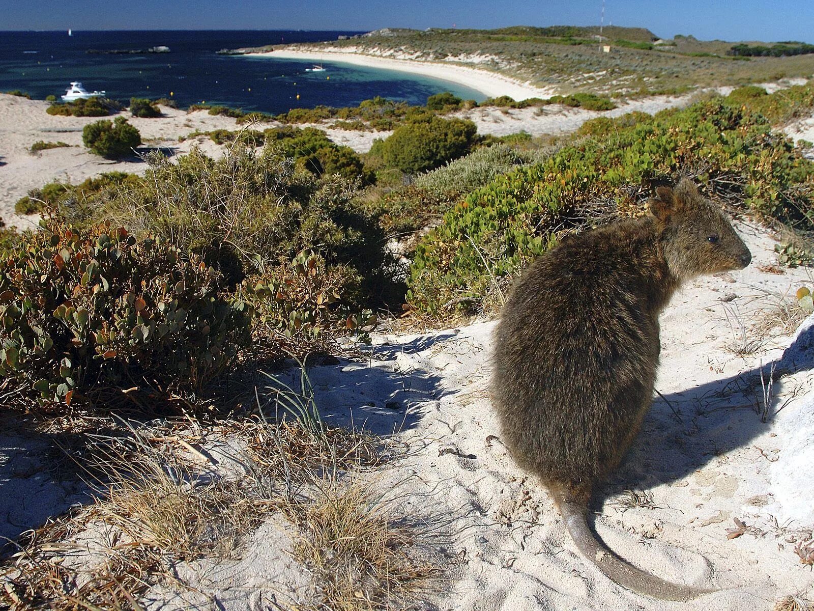 Квокка кенгуру Австралия. Остров Роттнест Австралия. Остров кенгуру (Kangaroo Island). Остров Роттнест Квокка. Австралия природа и люди