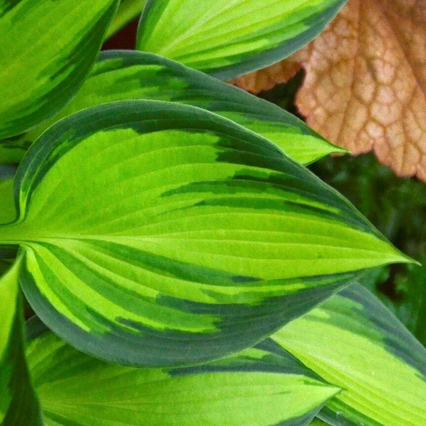 Hosta june. Хоста Джун спирит. Хоста June. Хоста Катерина листья. Хоста Зен карт.