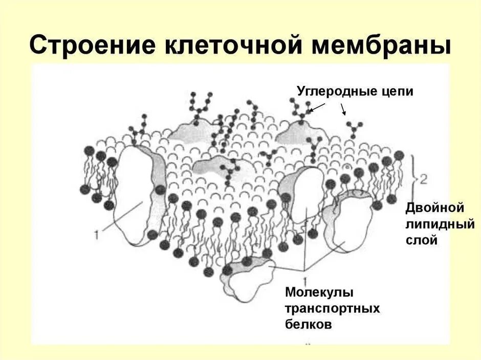 Элементарный слой