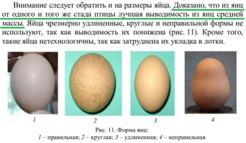 С0 с1 с2 на яйцах. Размер яиц. Размер куриного яйца. Яйцо среднего размера. Форма куриного яйца.