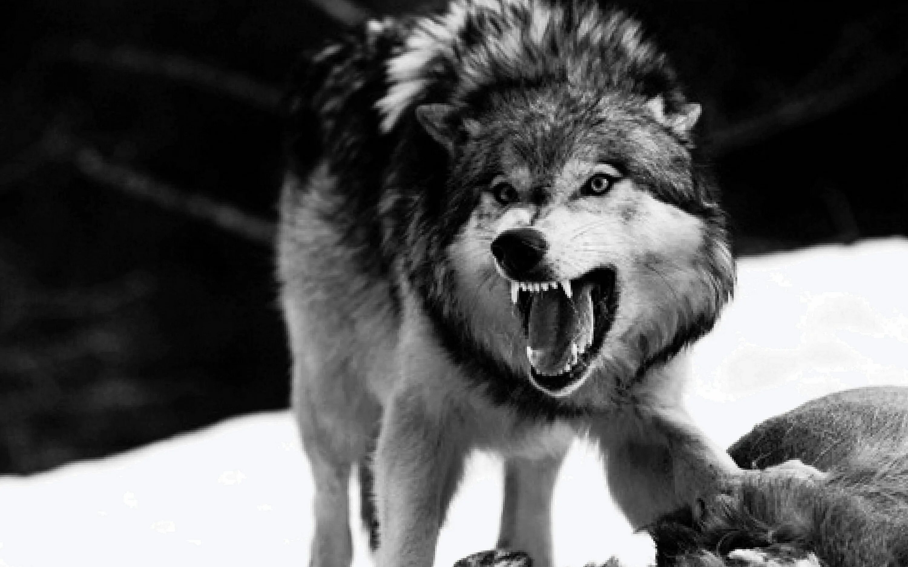 Злой волк. Оскал волка. Волк рычит. Свирепый волк. Среди зверей есть