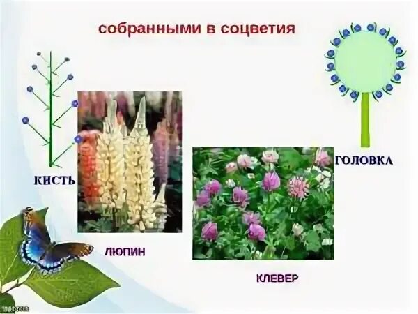 Соцветие и плод бобовых. Соцветие клевера биология 6 класс. семейство бобовые соцветие. клевер тип соцветия. соцветие головка.