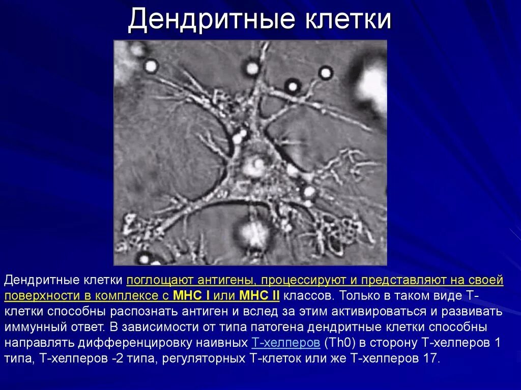 Дендриты в каких клетках