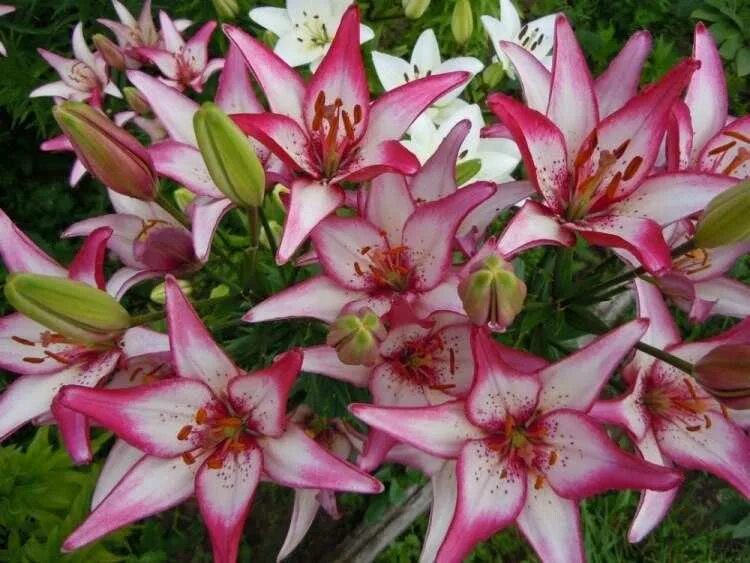 Какую почву любят лилии. Лилия Восточная Барбадос. Лилия Форевер саммер. Лилия саммер Скарлет. Куст лилии садовой.