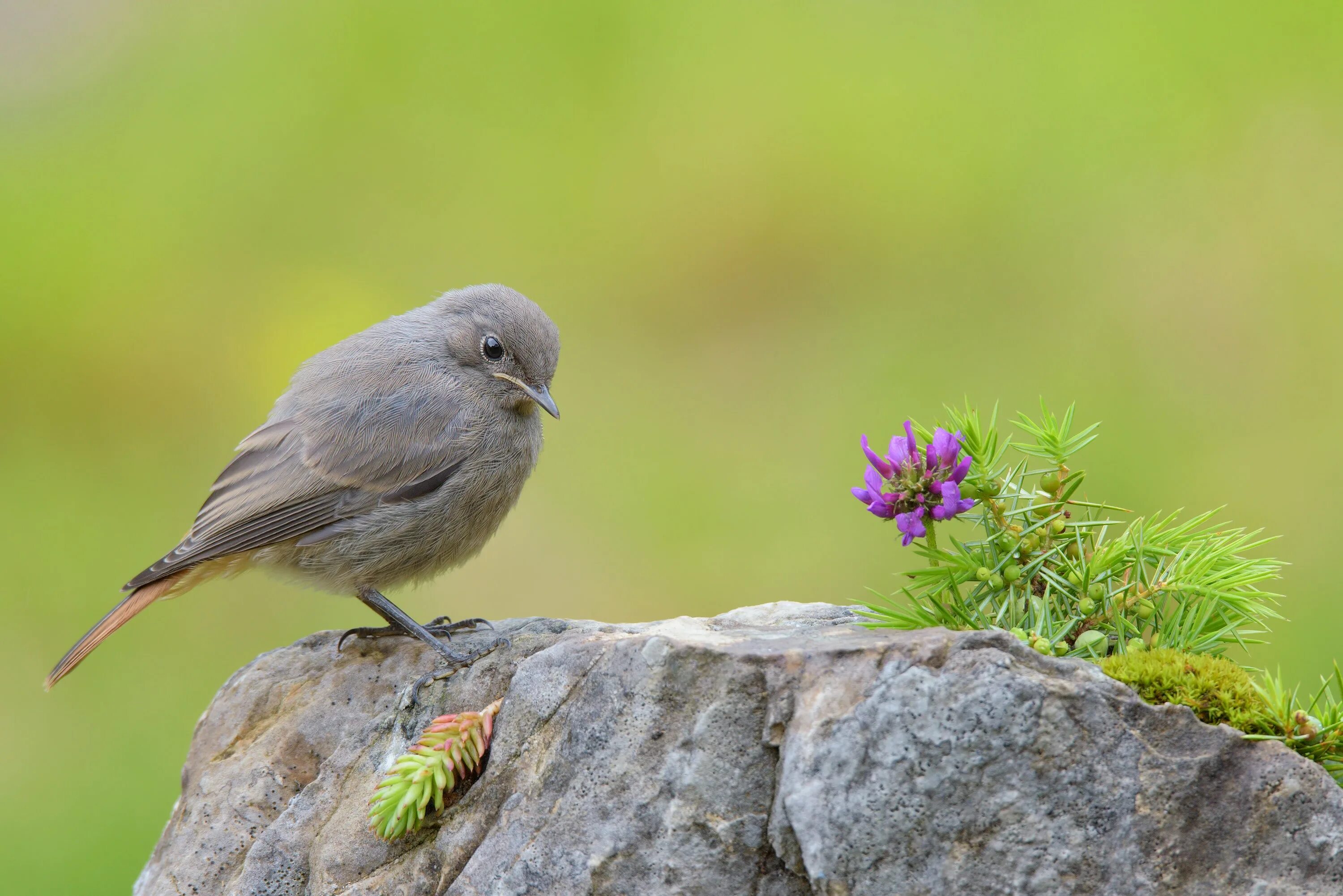 Stone birds. Соловей Пичужка. Пичужка птенец. Птица сидит. Маленькие птички.