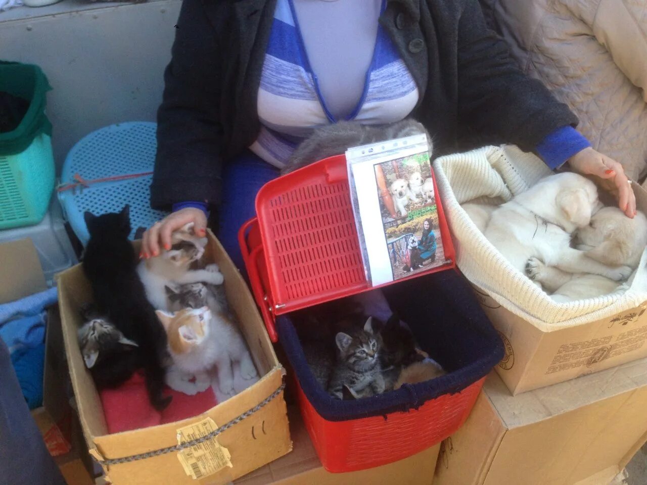 Котята в коробке. Птичий рынок котята. Зоомагазин с животными кошек и котят. Люди продают котят. Котята на рынке.