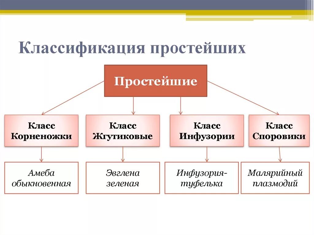 Систематическая классификация простейших. Классификация простейших таблица 7 класс. Систематика простейших 7 класс биология. Подцарство простейшие систематика.