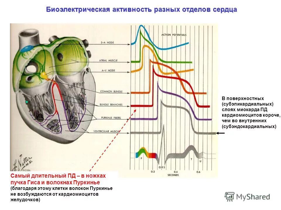 Электрическая активность клеток. Электрическая активность проводящей системы сердца. Биоэлектрическая активность сердца. Электрическая активность сердца физиология. Электрическая активность клеток проводящей системы сердца.