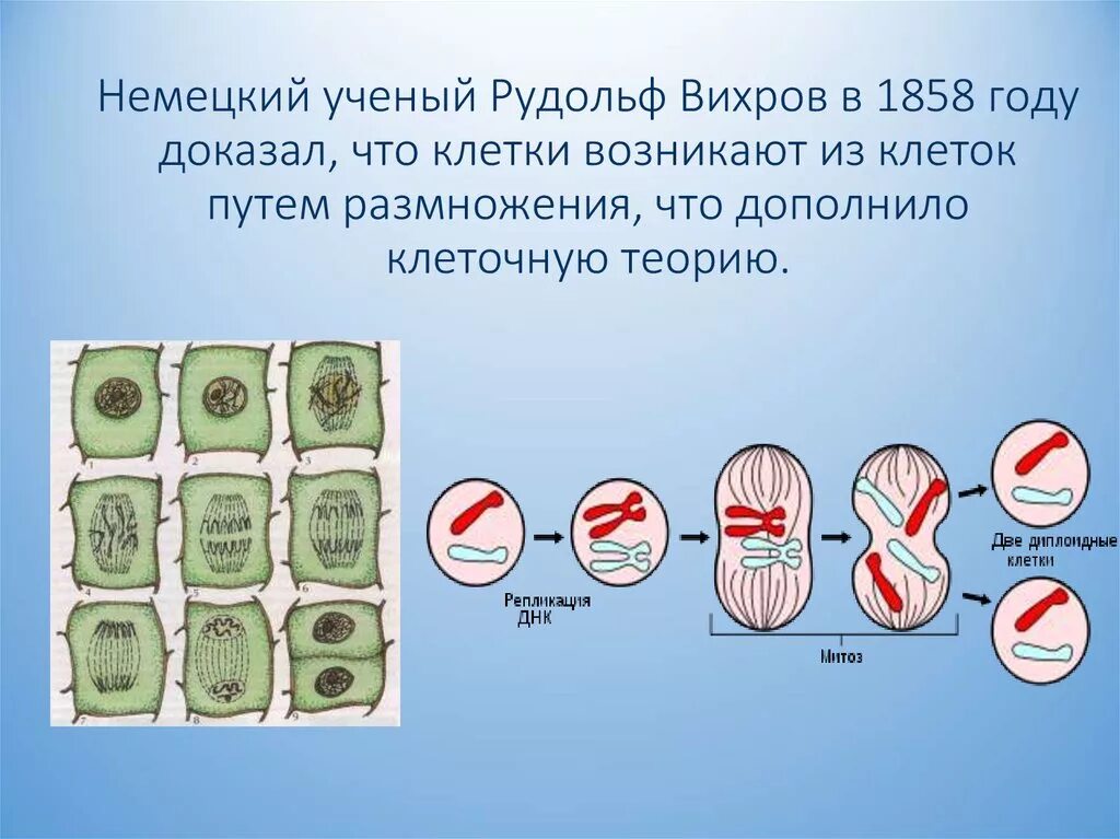 Клетки крови образуются в. Деление клетки материнская и дочерняя. Клетки образуют ткани. Как образуются новые клетки. Размножение организмов деление клетки.