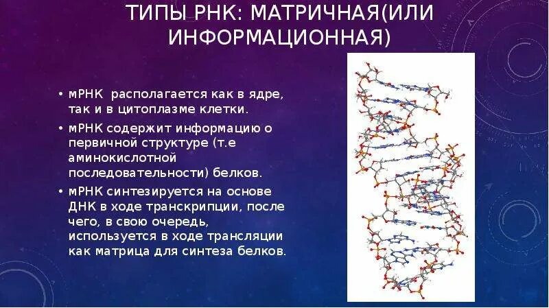 Днк содержит азот. Разновидности рнк. содержит информацию о первичной структуре белка. рибонуклеиновая кислота препарат. информация о первичной структуре белка передается в цитоплазму с.