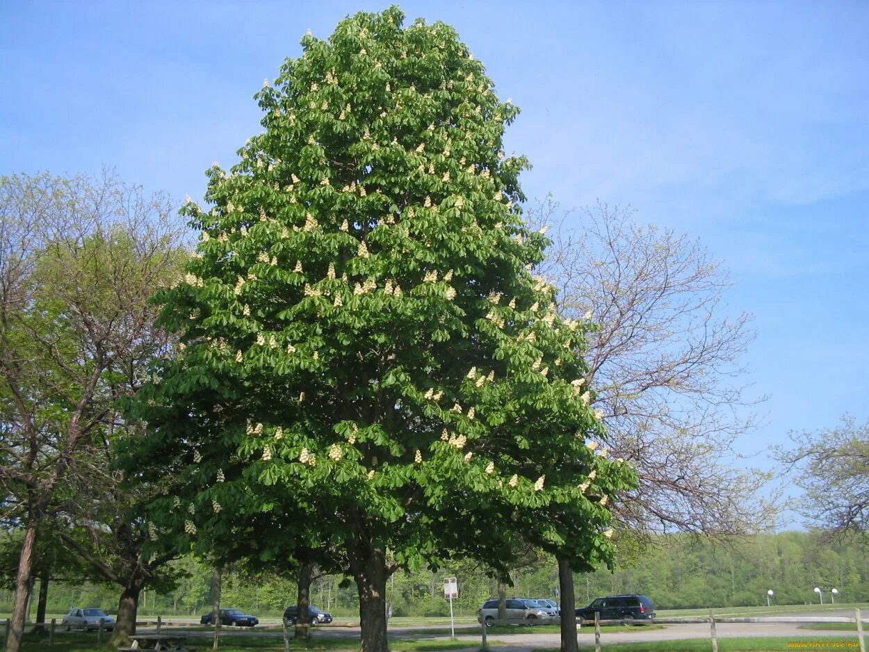 Конский каштан обыкновенный aesculus hippocastanum. Конский каштан обыкновенный aesculus hippocastanum. Каштан крона. Каштан крона. Каштан конский дерево.