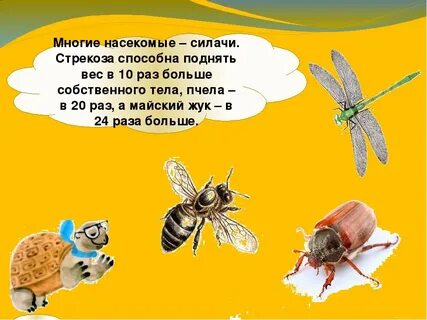 Муравей поднимает вес
