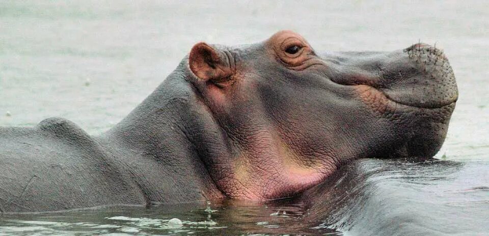 Hippopotamus amphibius. Интересные факты о бегемотах. Факты о бегемотах. Бегемот в море. Всемирный день бегемота.
