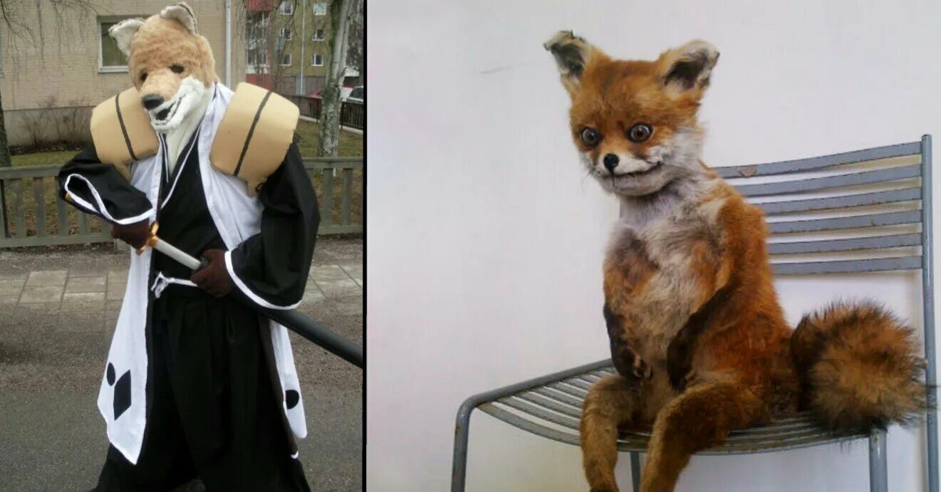 Лиса на стуле. Упоротый лис 2008. Лиса сидит на стуле. Обдолбанная лиса. Лиса таксидермист.