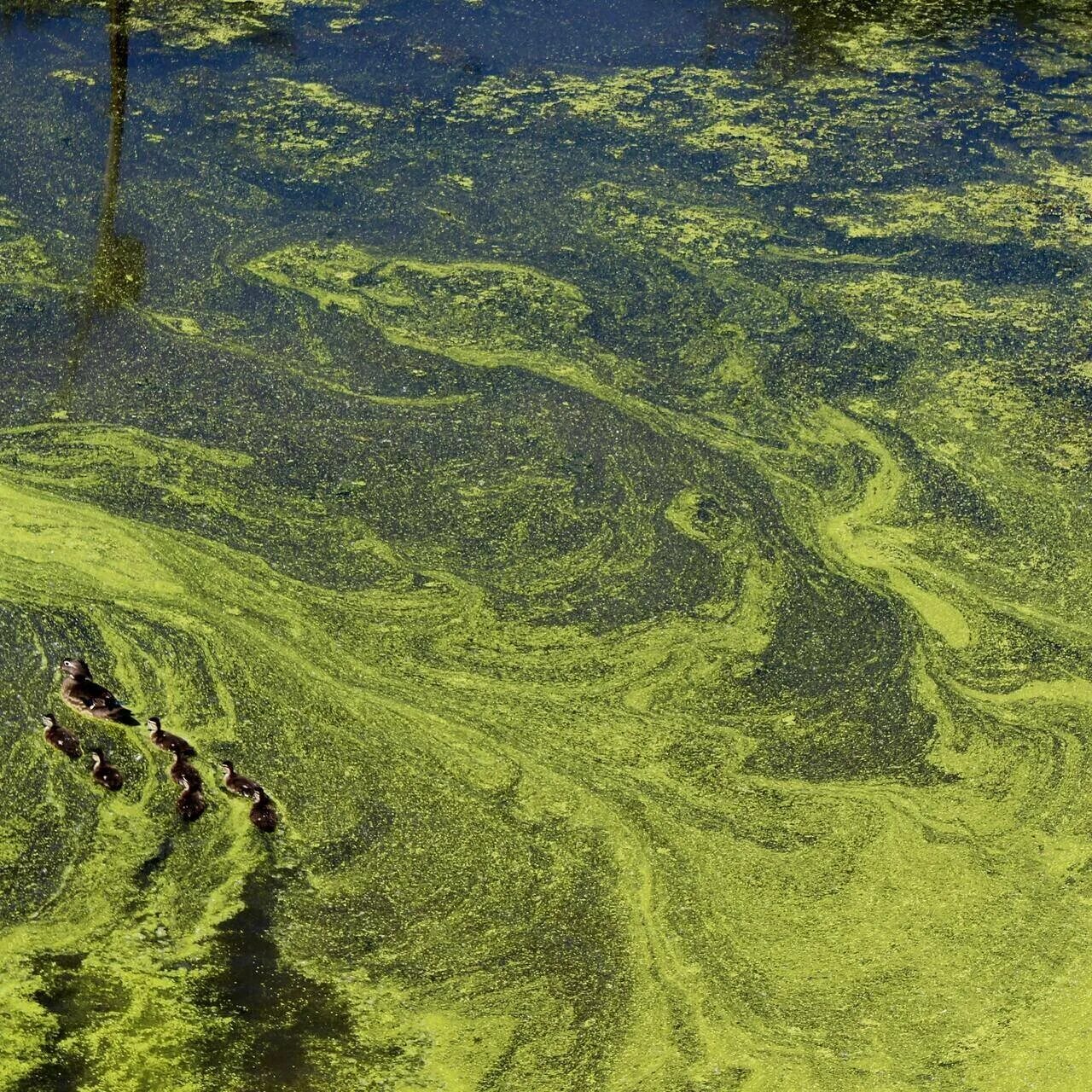 Сложные водоросли. Цианобактерии сине-зеленые водоросли. Цветение воды цианобактерии. Синезеленые водоросли цветение воды. Цианобактерии эвтрофикация.