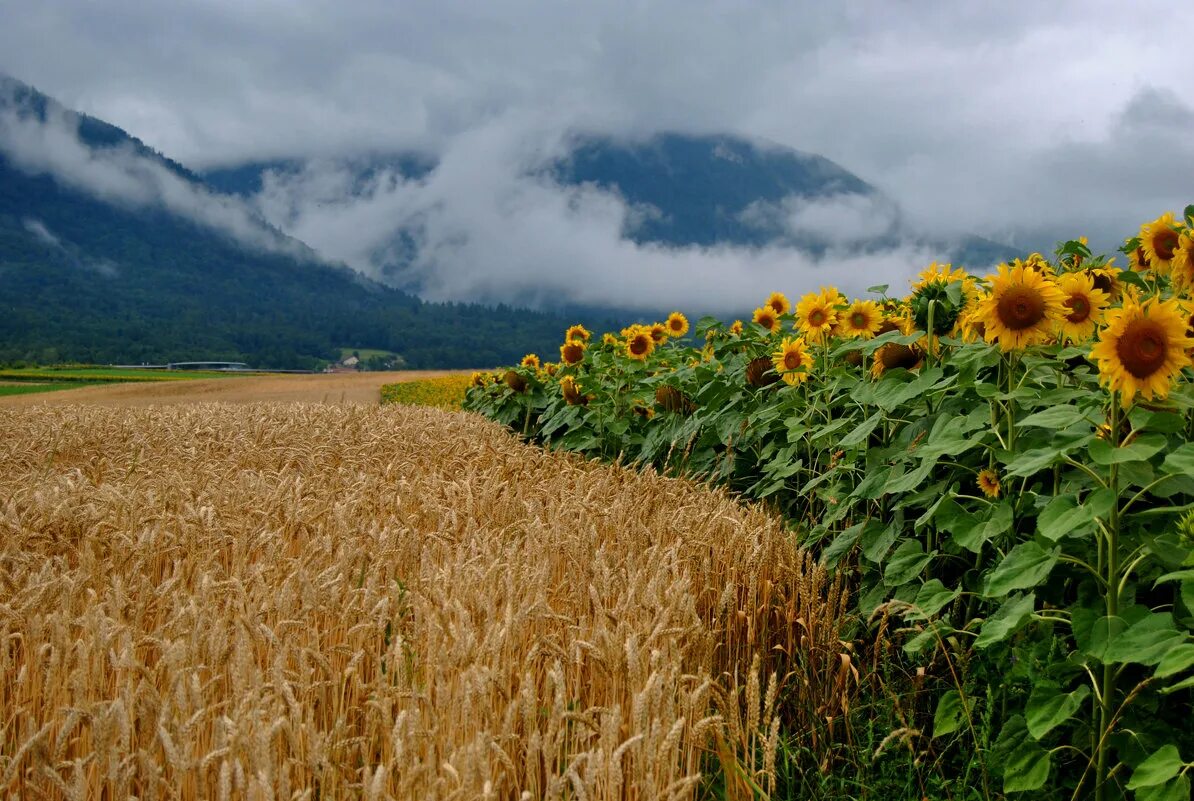 Река кубань описание для 2 класса. Река кубань краснодар. Длина реки кубань. Стилизованные казачьи костюмы. Кубань самый самый.