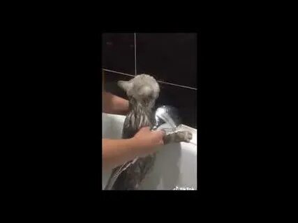 Говорящие кот нормально