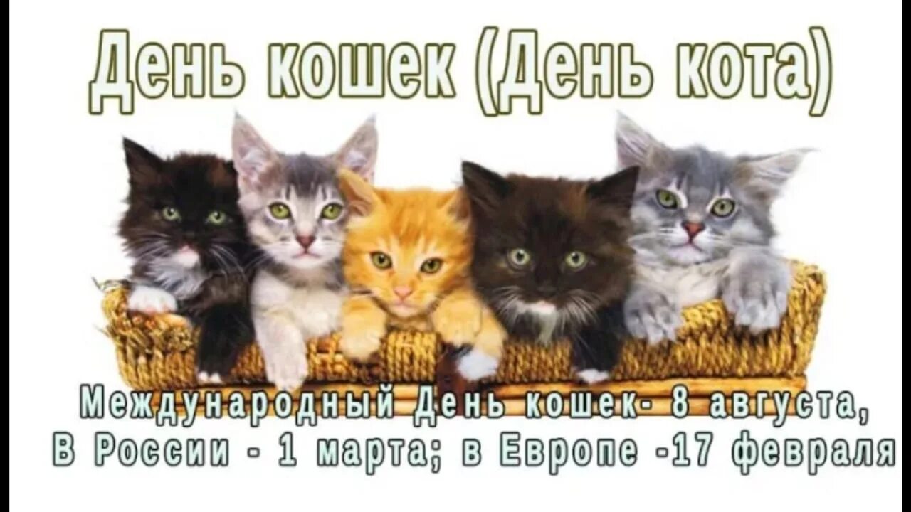 День кошек февраль. День кошек. День котов. Поздравление с днем кошек. Всемирный день котов и кошек.