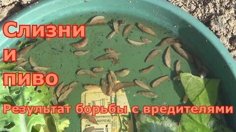 Чем травить слизней