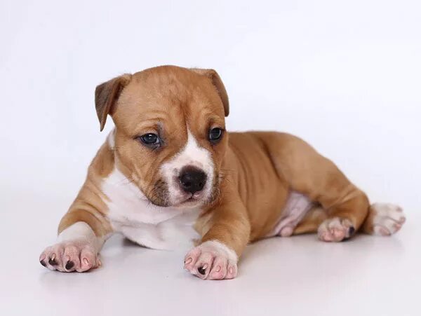 щенки стаффордширского терьера в новокузнецке