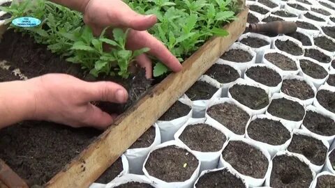 Видео посадки рассады