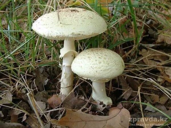 Ядовитые грибы Крыма - фото и описание
