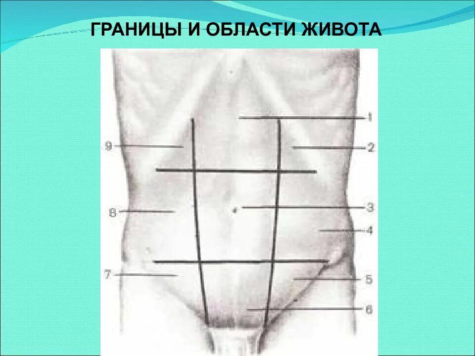 Области живота. Области живота анатомия. Области живота схема. Область живота схематично. Надлобковая область живота