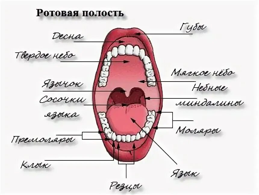 Строение ротовой полости животных. Строение ротовой полости животных