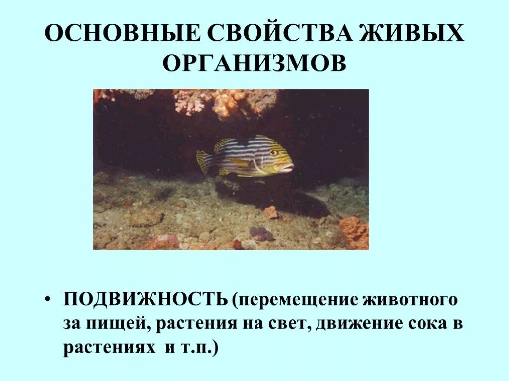 Подвижность животных. Подвижность животных. Гепард бежит. Хвост кенгуру. Газель убегает от гепарда.