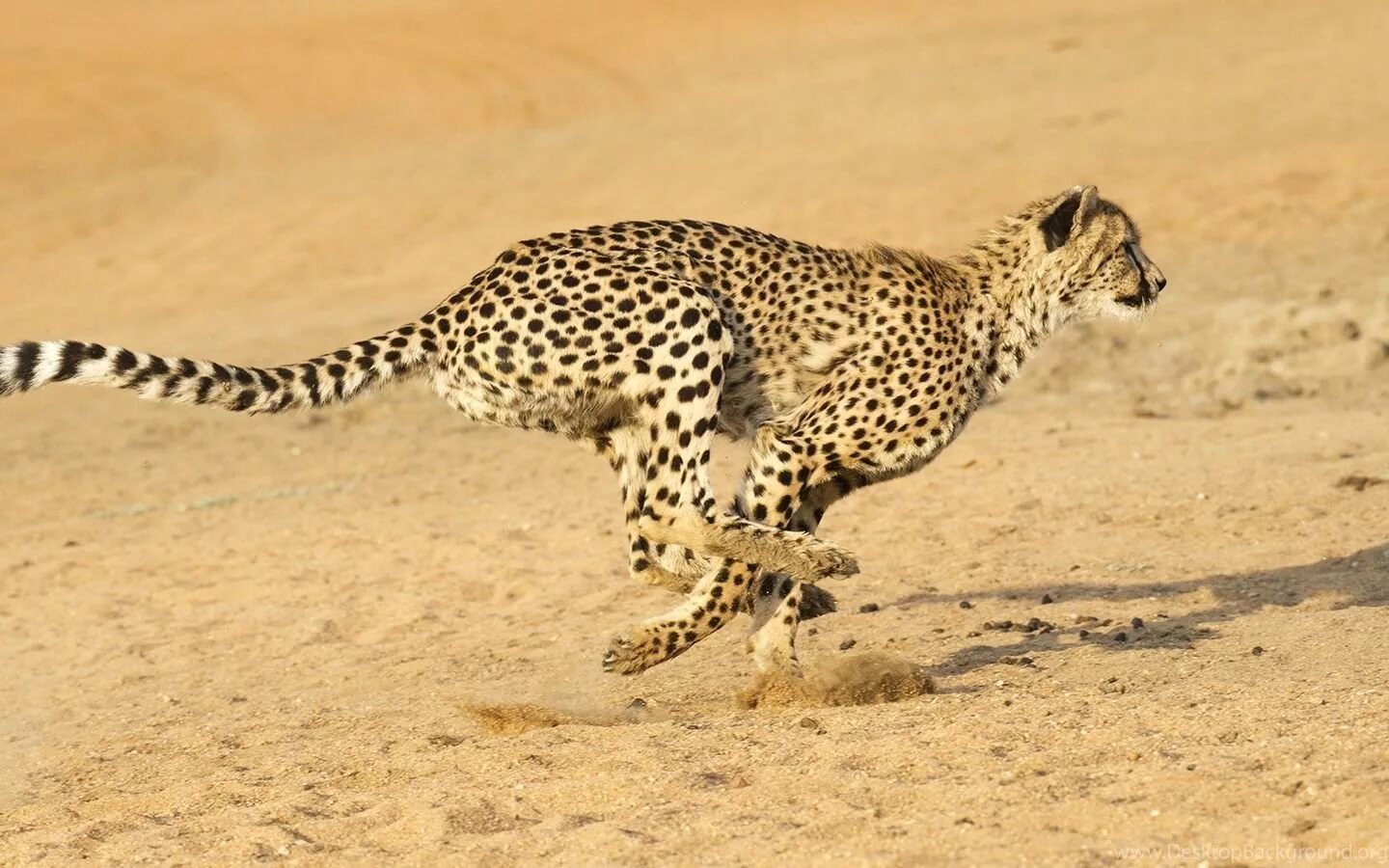 Скорость гепарда и леопарда. Гепард бежит. A cheetah run fast. Гепард самка. Гепард сара мировой рекорд.