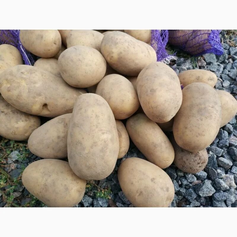 Картофель сорт королева. Сорт картошки бриз. картофель сорт чезет. картофель престиж сорт. картофель сорт либерти.