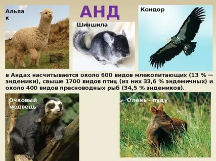Эндемики северной америки животные