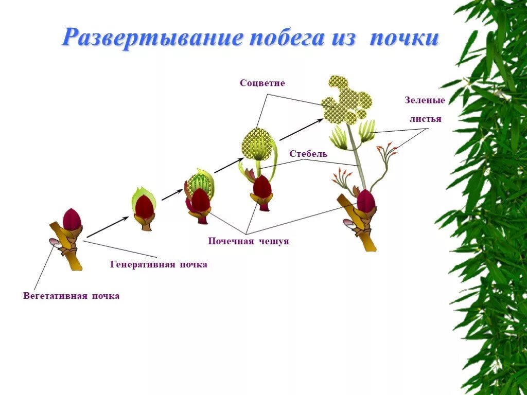 Рост и развитие побега схема. Последовательность развертывания побега из почки. Побег строение и развитие из почки. Развитие и рост побегов из почек.