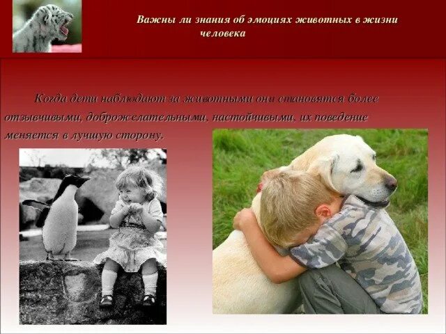 Пример любви к животным. Животные поддерживают эмоционально. эмоции животных. есть ли чувства у животных. примеры любви животных к людям.