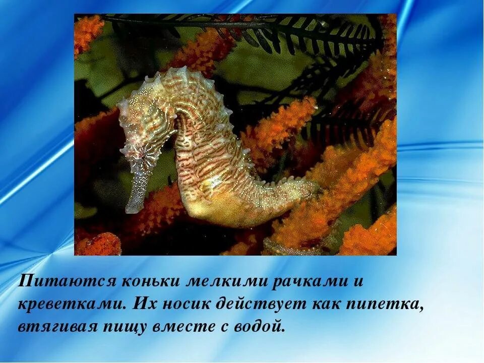 Презентация морских животных. Морской конек презентация. факты о морских коньках. интересные факты о морских коньках. проект про морского конька.