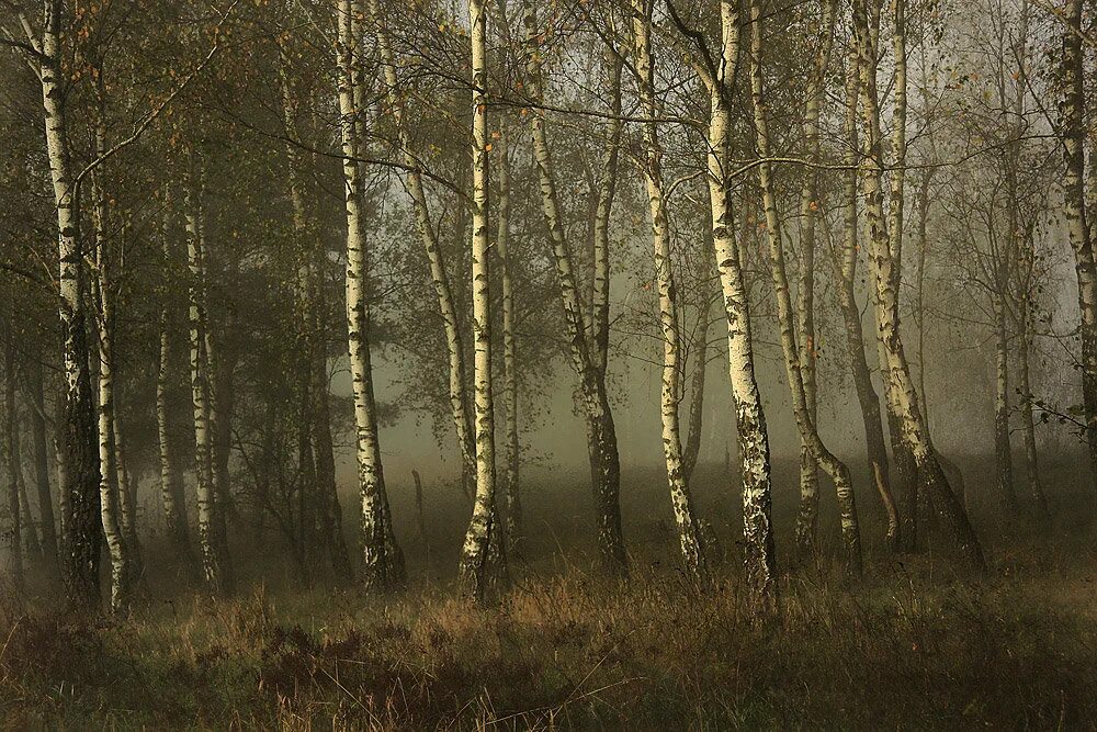 Пейзаж лесной березовая роща. Ствол березы. Васнецов березовая роща. Березы стонали. Березовый лес.