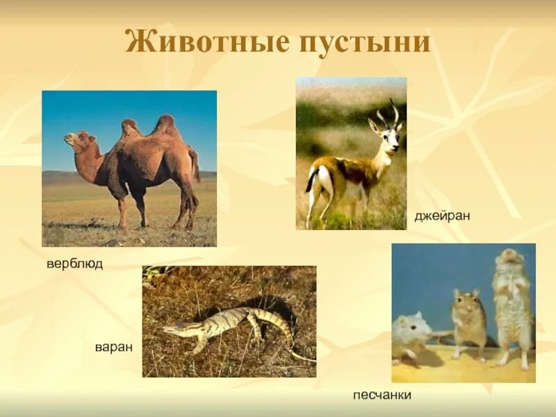 Пустыни и полупустыни России животный мир. Животные мир пустыни и полупустыни в России. Пустыни и полупустыни России растения и животные. Какие животные обитают в пустынях и полупустынях