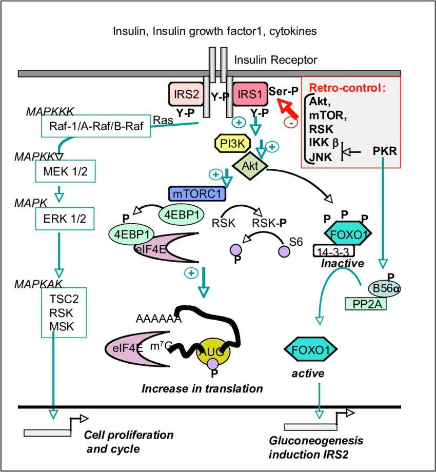 Рин фаст инсулин. Сигналинг инсулина. Insulin signaling Pathway. Кальмодулин механизм действия биохимия. Кальций кальмодулин зависимая протеинкиназа.