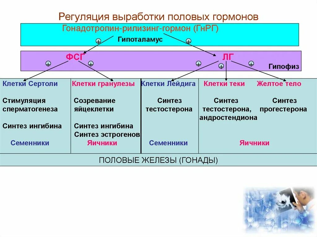 Регуляция выработки женских половых гормонов. Гормоны регуляции половых функций. Схема регуляции половых гормонов. Регуляция синтеза половых гормонов.