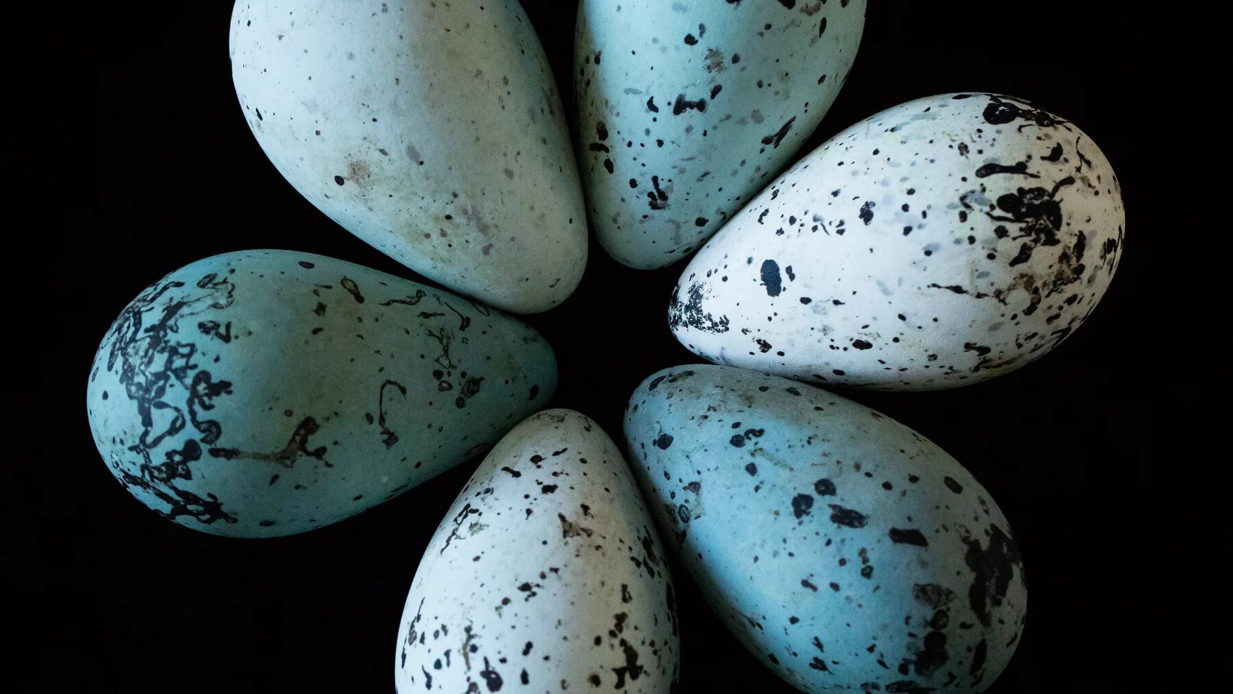 Яйцо кайры. Кайра птица яйца. Птичьи яйца. Пятнистые яйца.