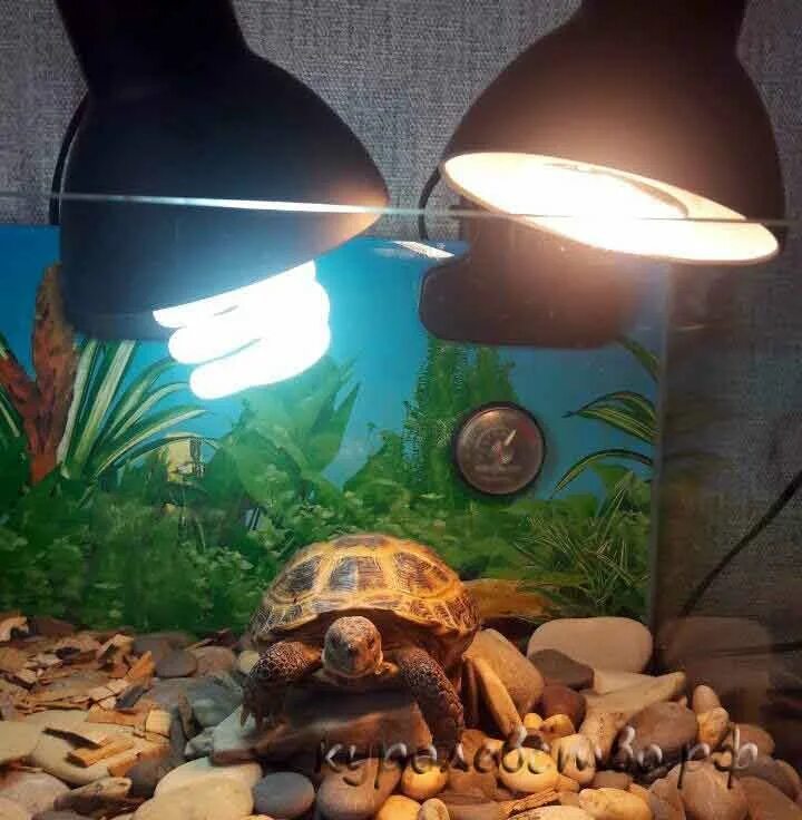 Ультрафиолетовые лампы для красноухих черепах. УФ лампа для красноухой черепахи. УФ лампа для черепах красноухих. Лампа для аквариума черепахи красноухой. Ультрафиолетовая лампа для красноухой черепахи.