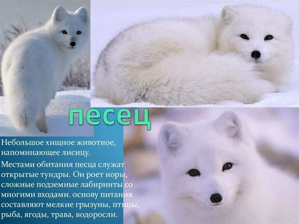 Животные дополнительная информация. Песец. песец информация. рассказ о песце. песец доклад.