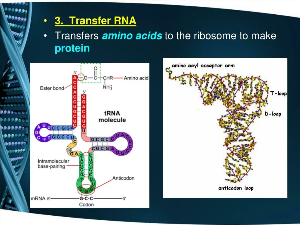 РНК фото. Transfer RNA, TRNA,. ТРНК. Акцептор ТРНК.