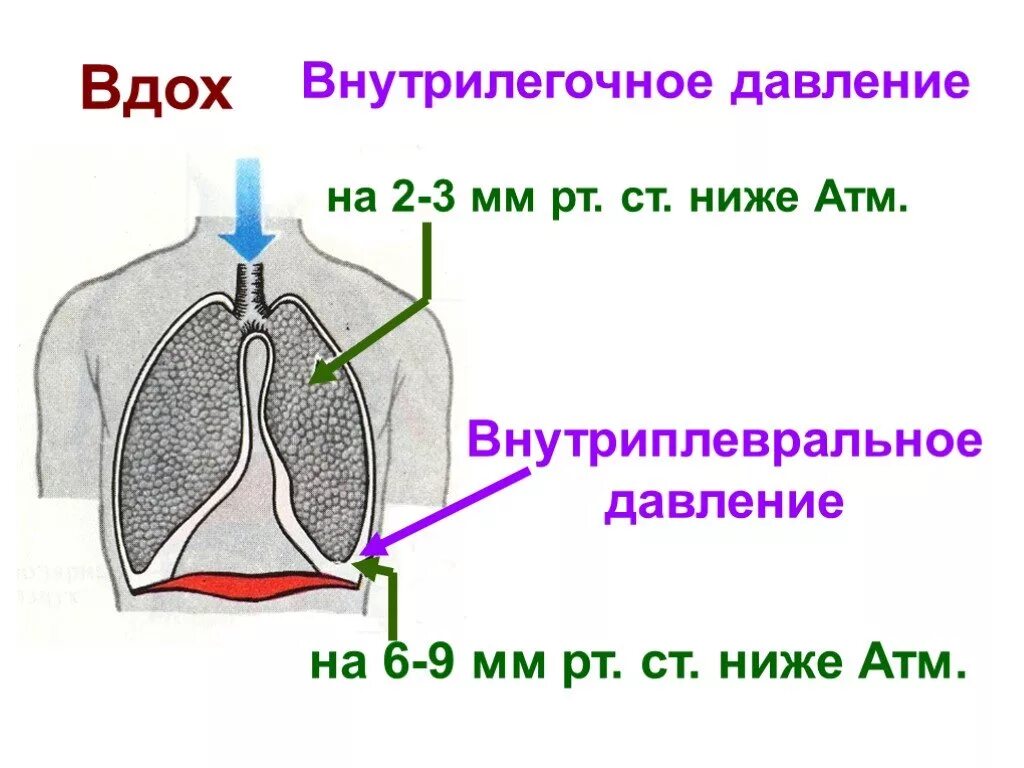 Выдох давление в легких. Внутриплевральное давление на вдохе и выдохе. Давление при вдохе и выдохе. Внутрилегочное давление это. Внутриплевральное и внутрилегочное давление физиология.