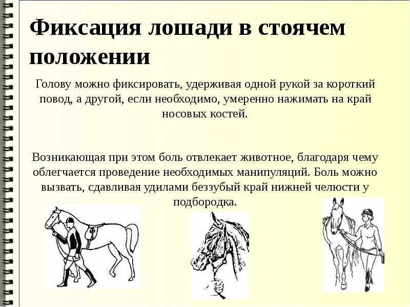 Фиксация определенного положения которое занимает. Фиксация лошадей. положение головы лошади.