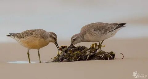 Косой птица
