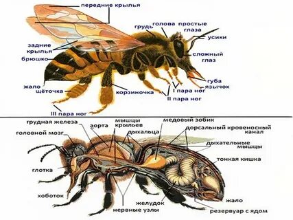 Органы пчелы