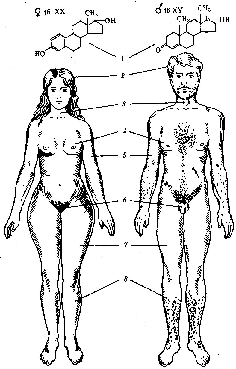 Как происходит половое. Половая дифференцировка. Этапы полового развития мальчика. Размножение и оплодотворение у растений 6 класс. Биология 6 класс половое размножение растений схема.