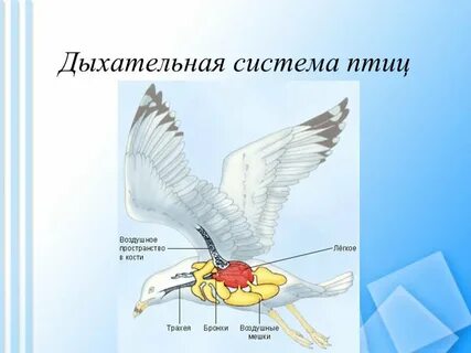 Дыхание класса птиц