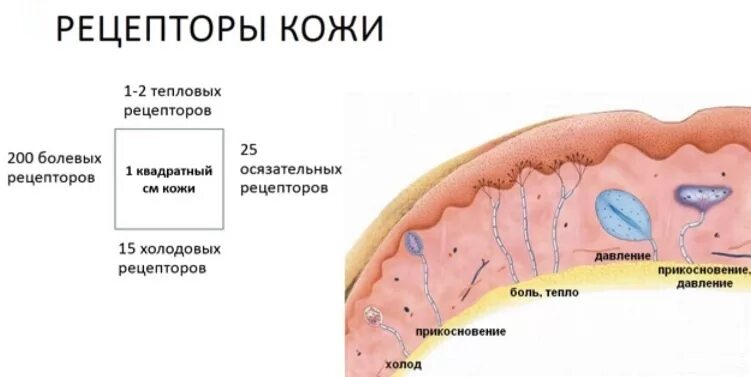 Какова функция холодовых рецепторов кожи. Функции болевых рецепторов кожи. Рецепторы кожи реагирующие на. Расположение рецепторов в коже. Холодовые рецепторы кожи.